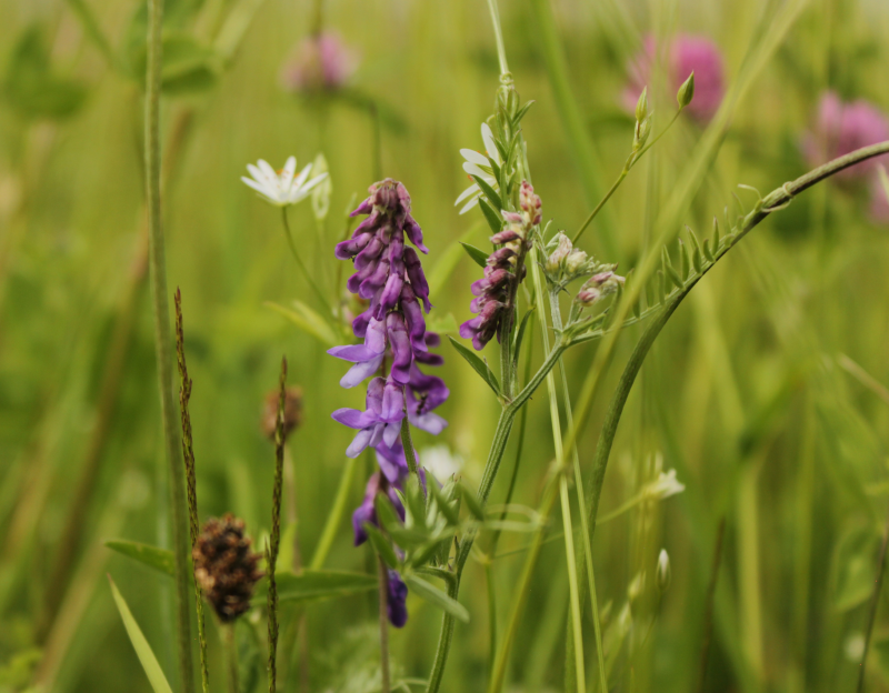 Niidutaimed suvel õitsemas, esiplaanil lillakate õitega hiirehernes