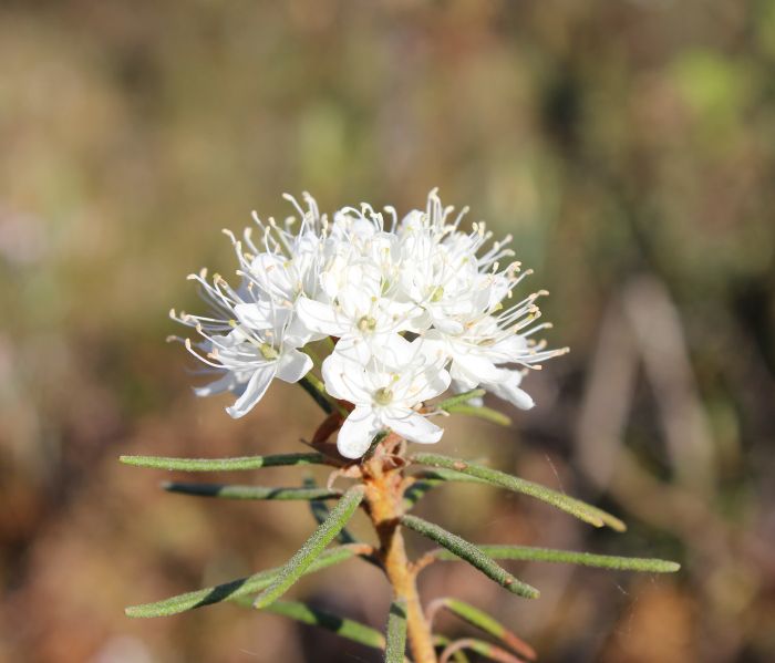 Valged õied tihedas kobaras, varrel piklikud peenikesed okkaid meenutavad lehed
