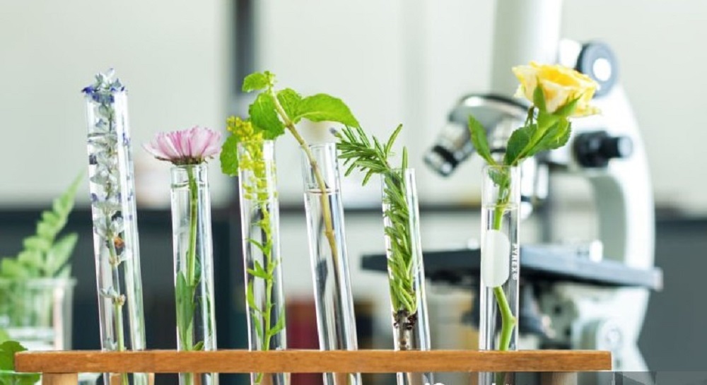 õitsvate taimede varred koos õitega katseklaasis