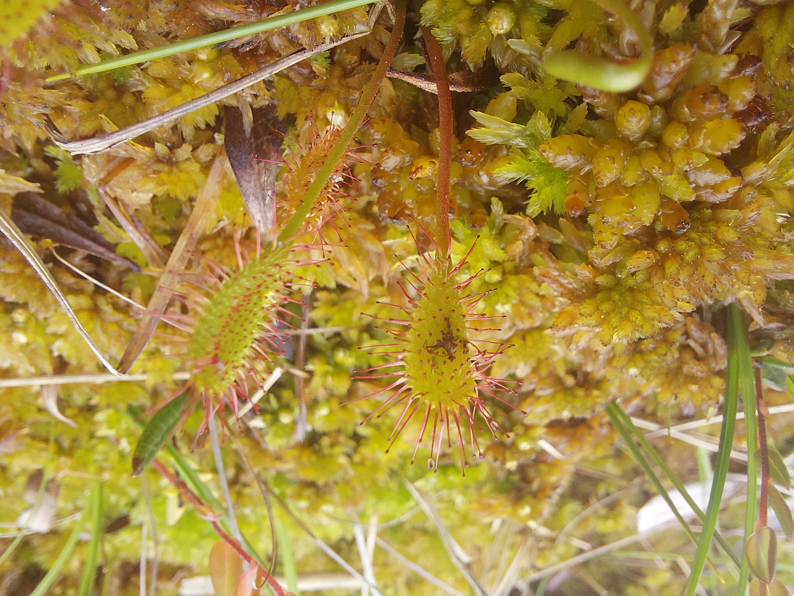 Turbasammal ja pikalehine huulhein
