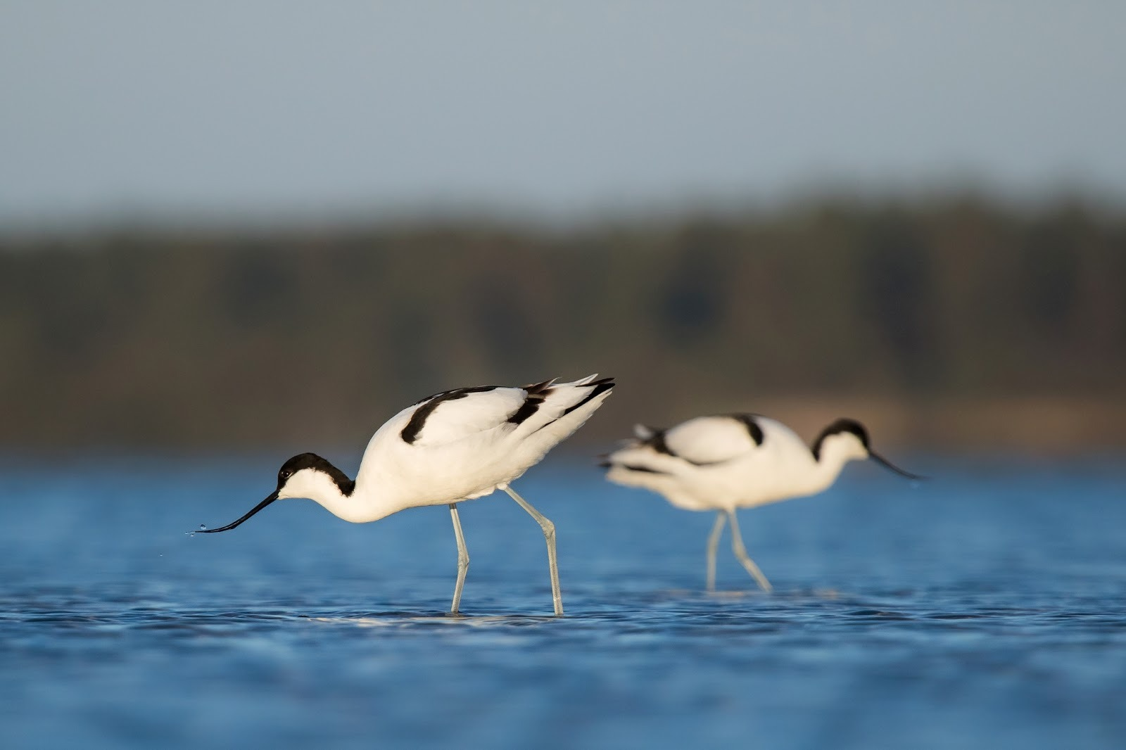 Naaskelnokad toiduotsingul