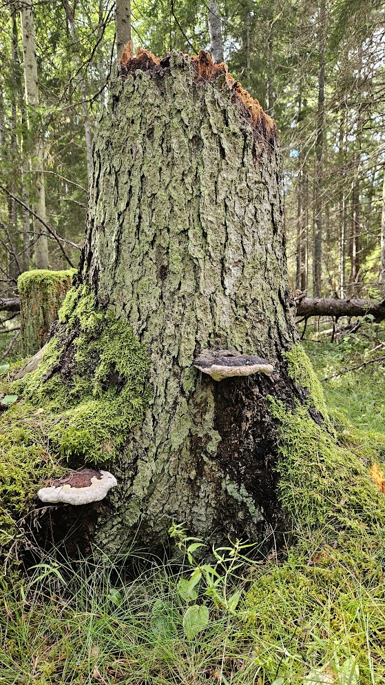 Seened ja samblad kuivanud puul