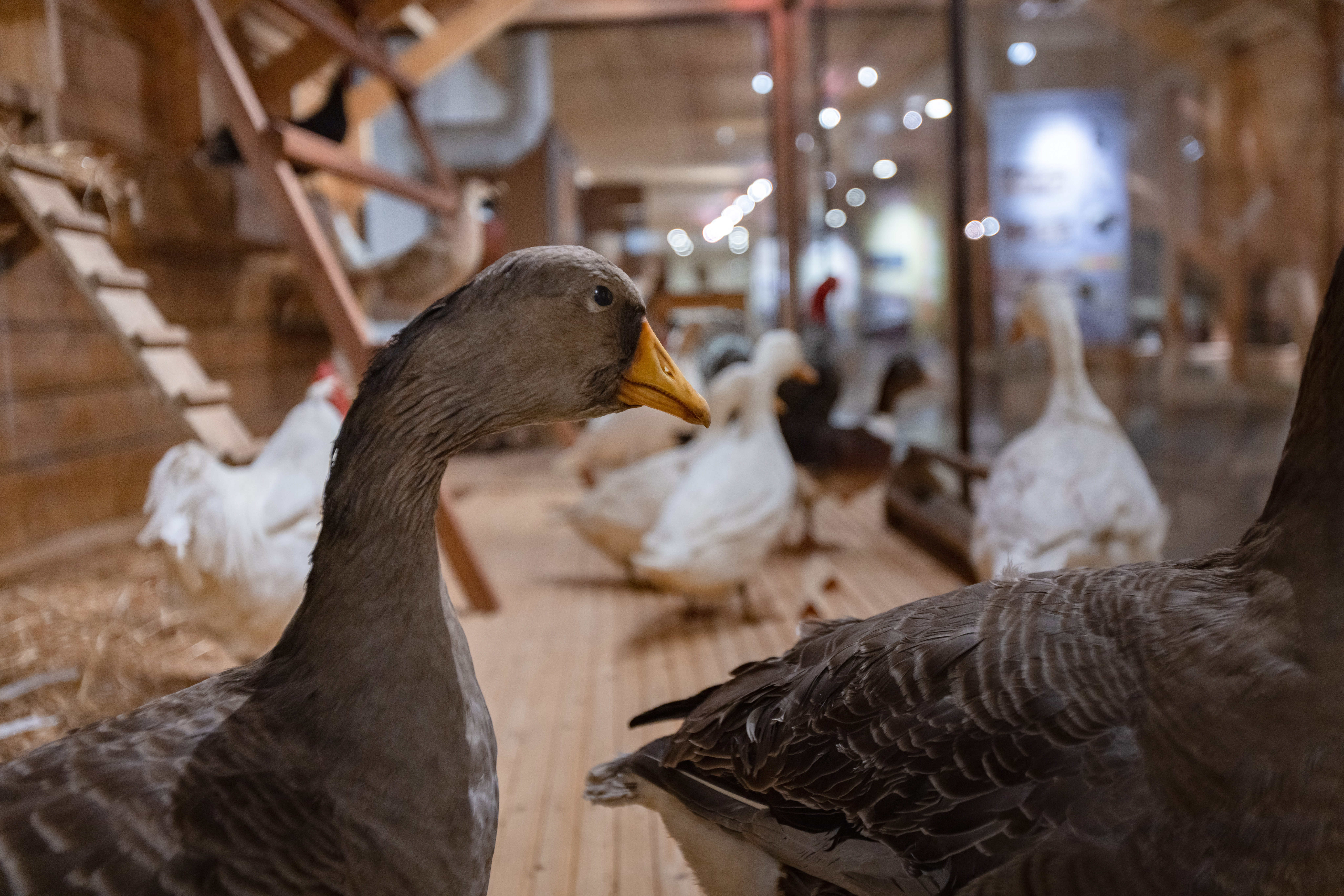 Muuseumitund "Milleks muna?"