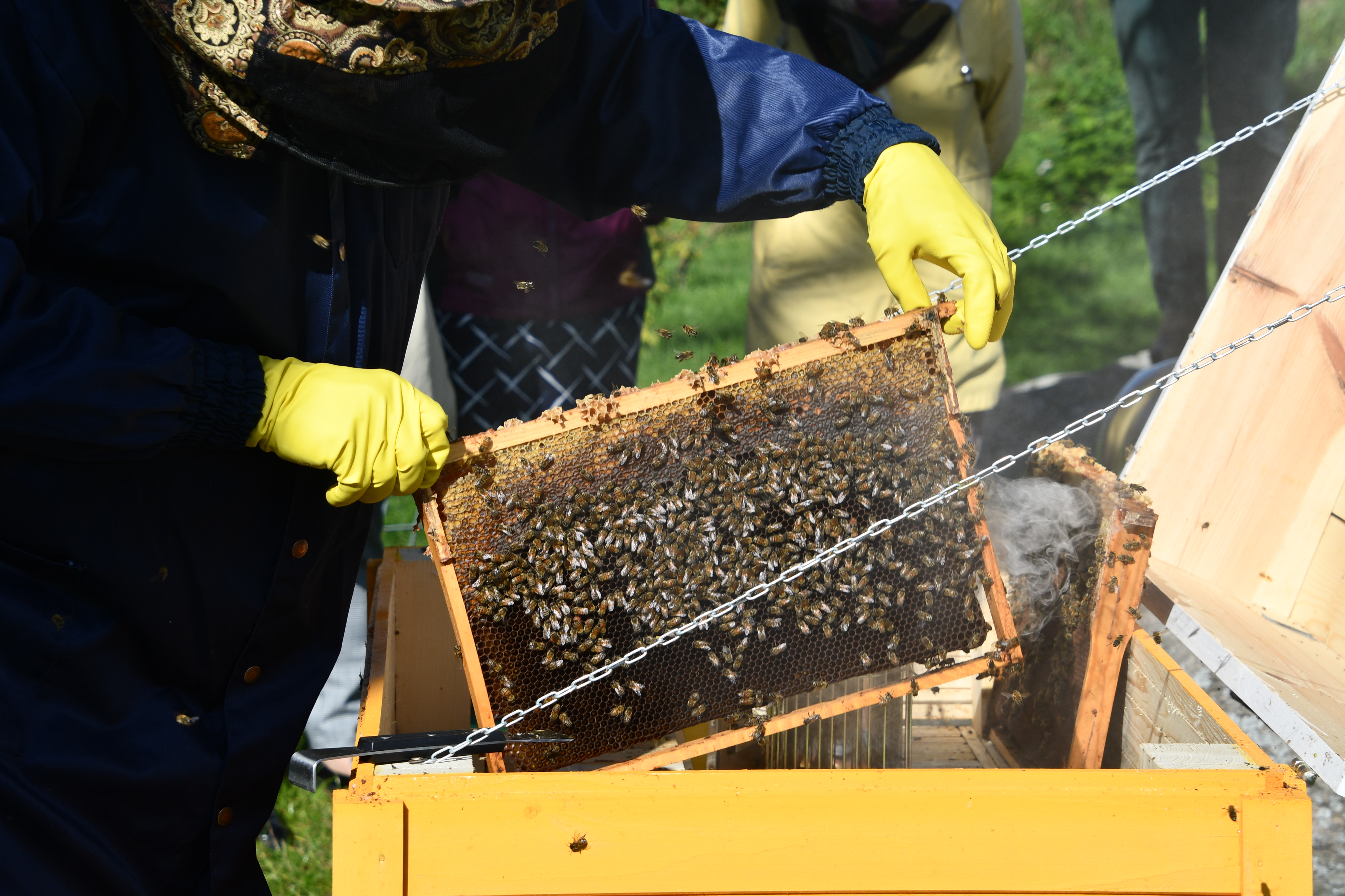 Muuseumitund "Maagilised mesilased"