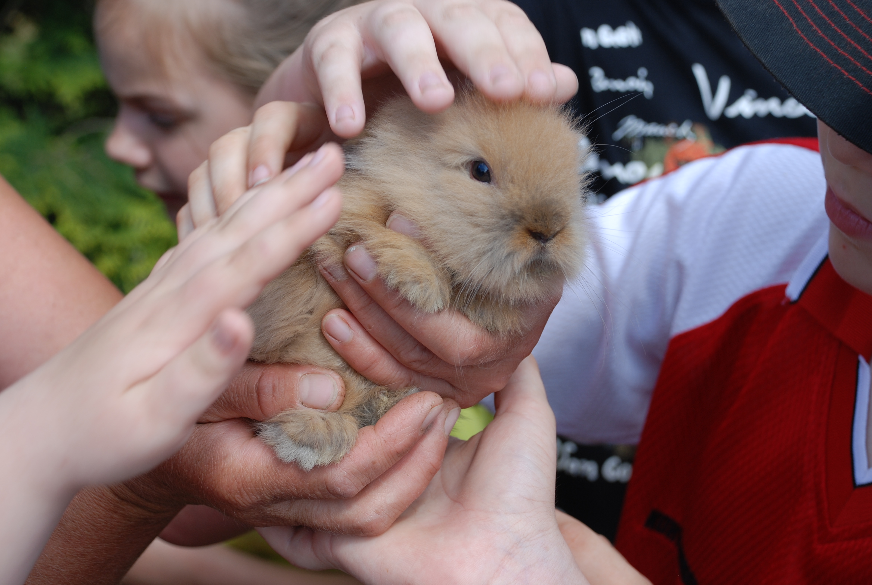Lemmiklooma programm