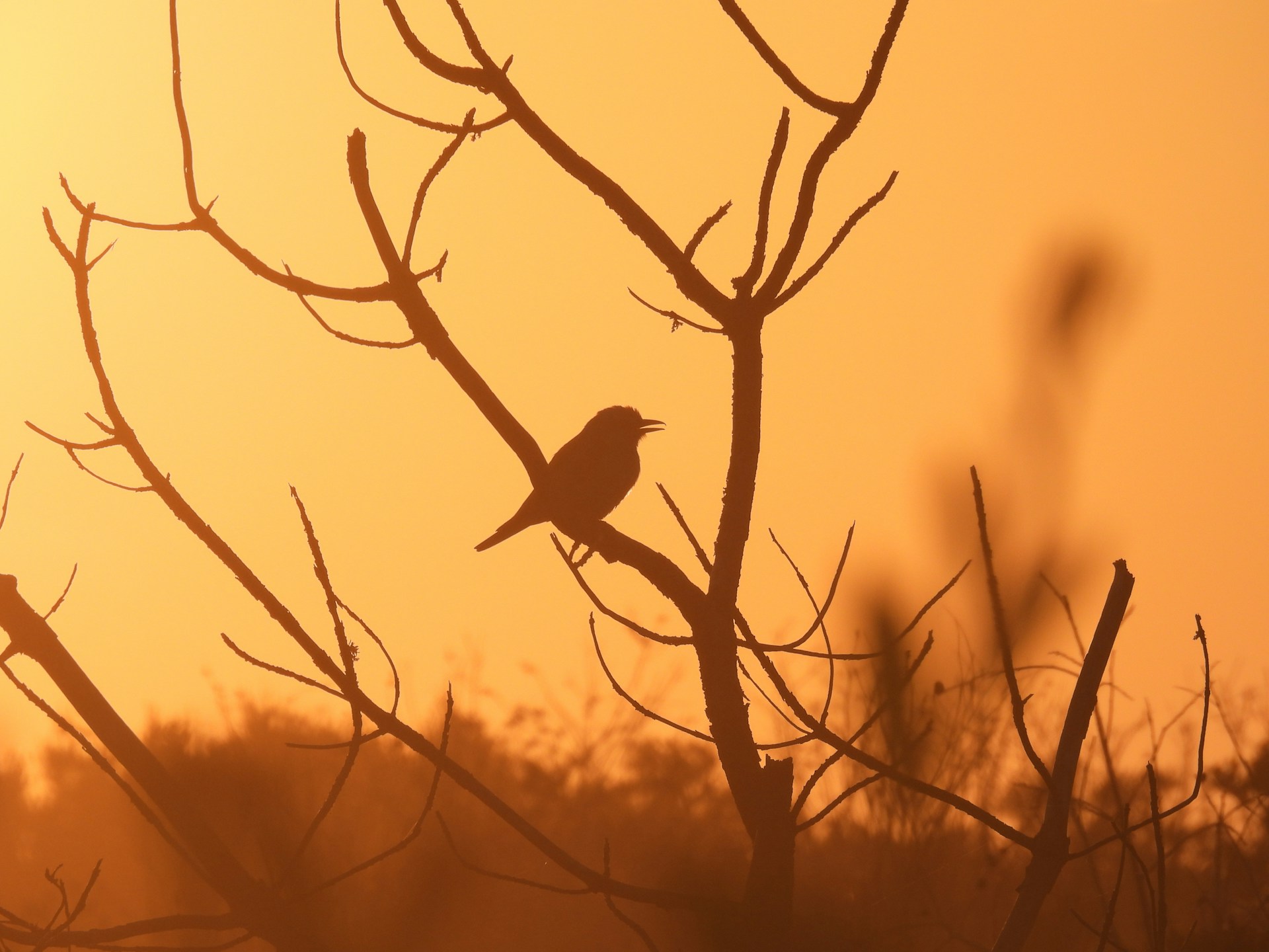 Loomad ja nende hääled (lasteaed)
