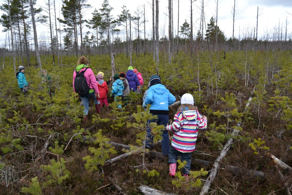 Pääsküla raba 2013 a