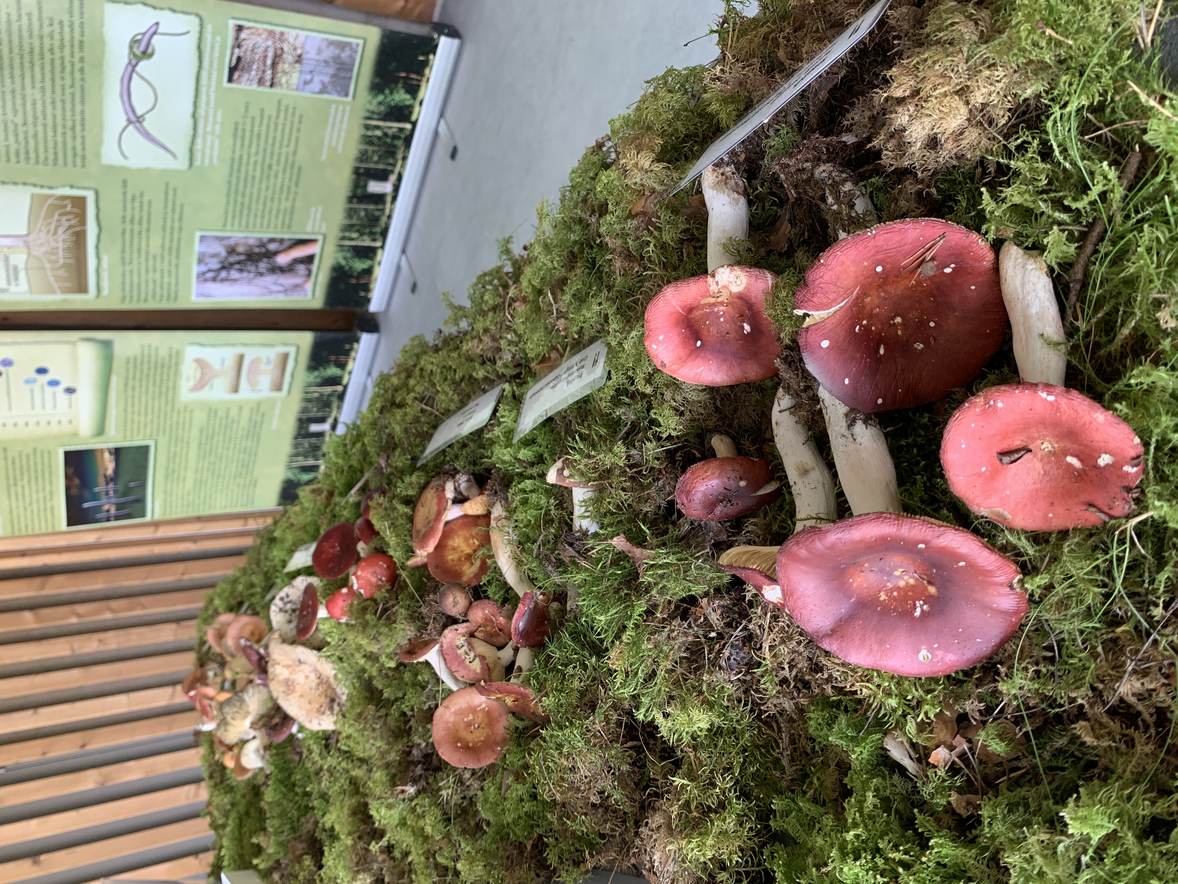 Seenerada Pernova Loodusmaja õuealal