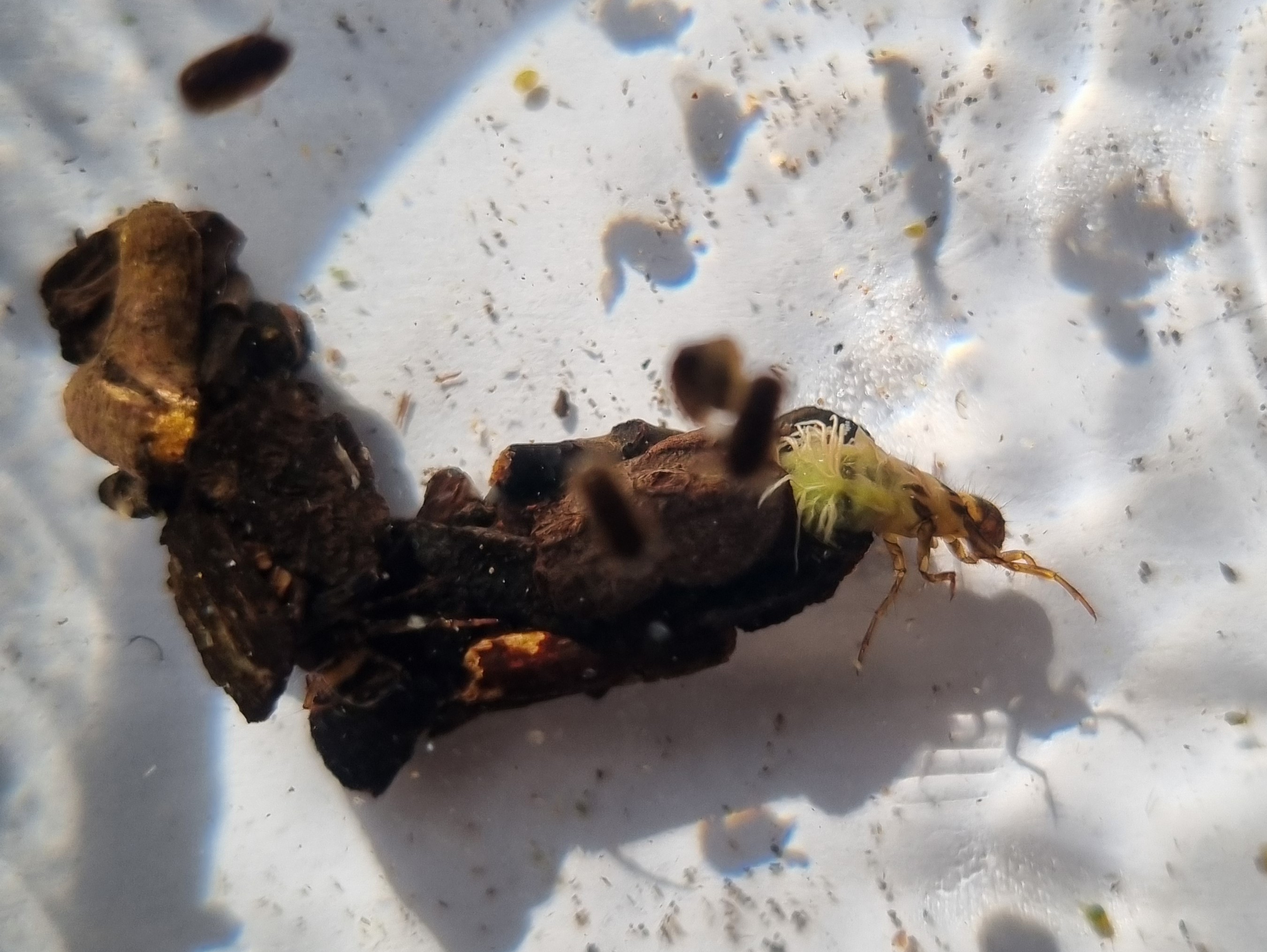 Puruvana vaatlusvannis