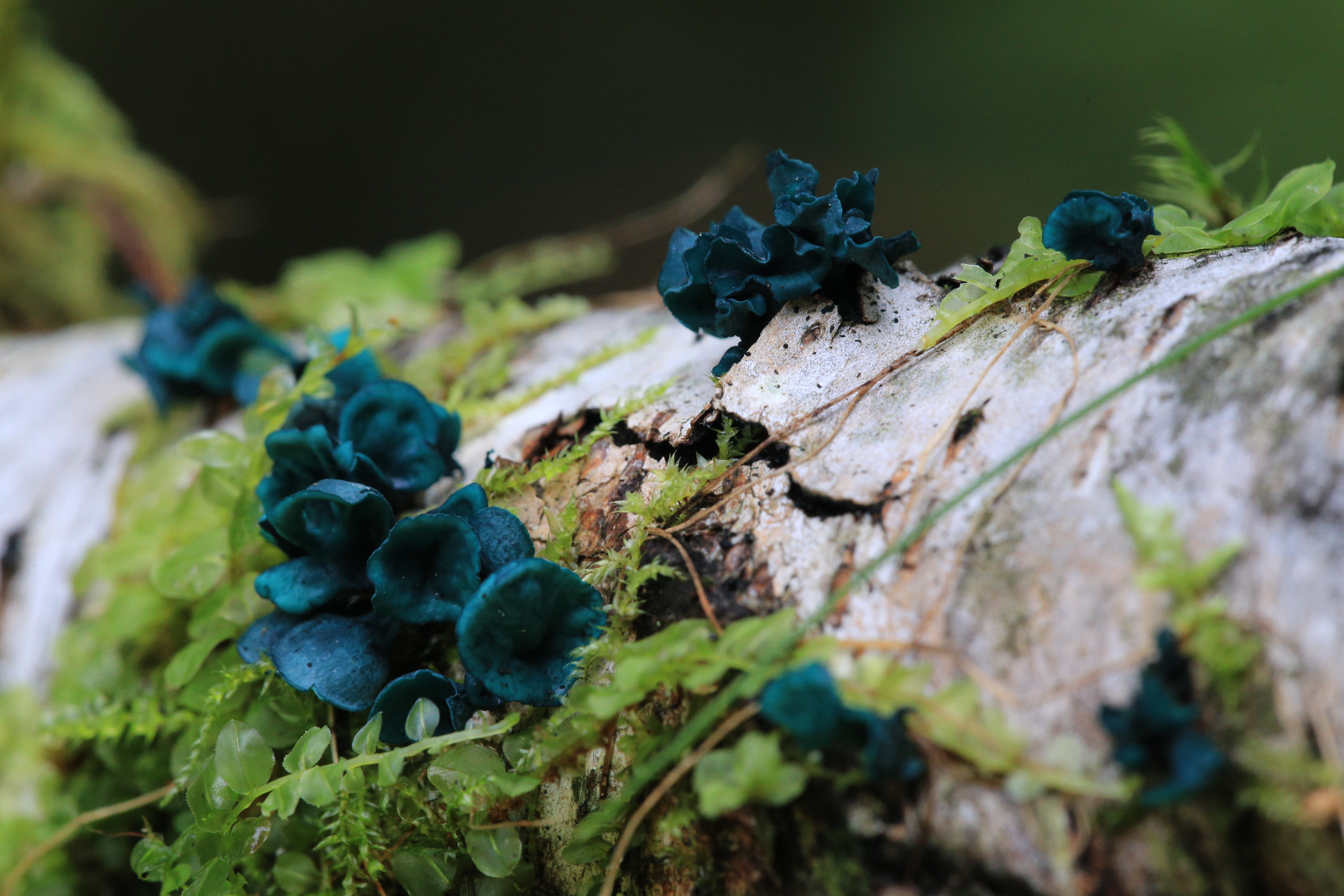 Rohetiksiku viljakehad