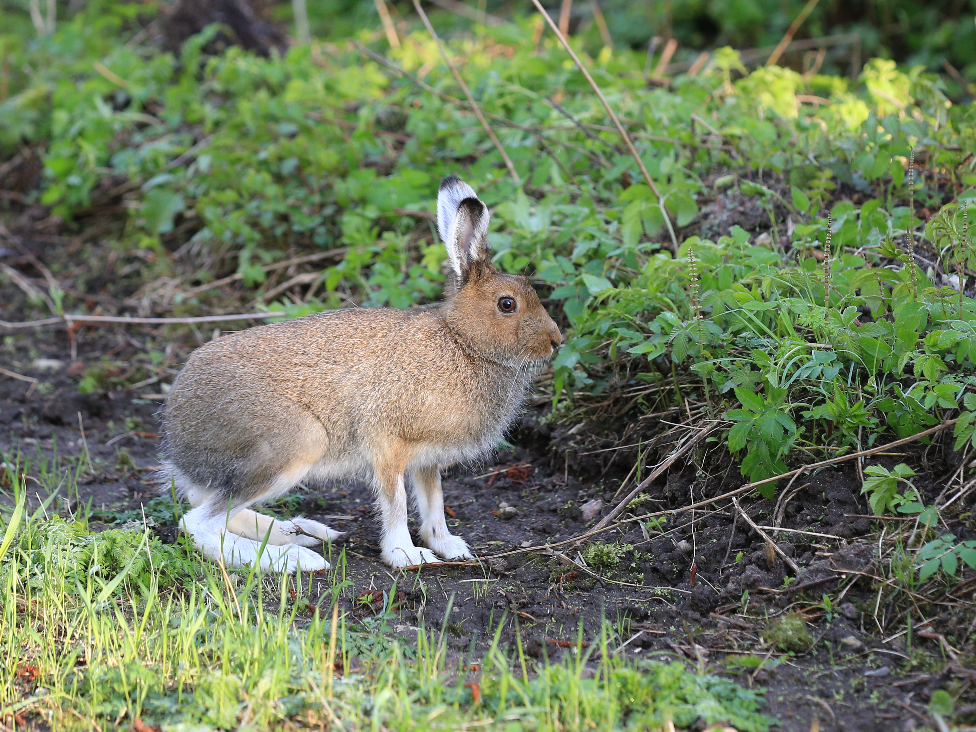 Kevadine valgejänes