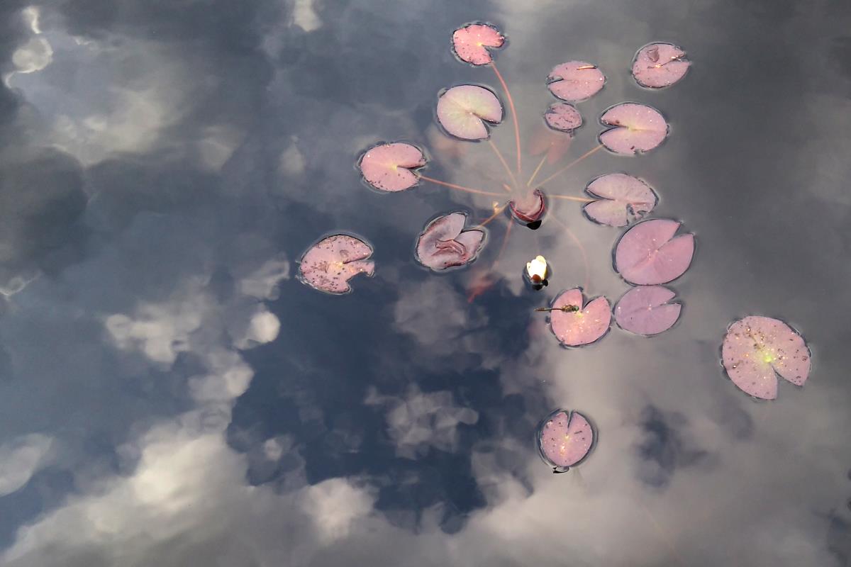 Vesiroosid rabajärvel