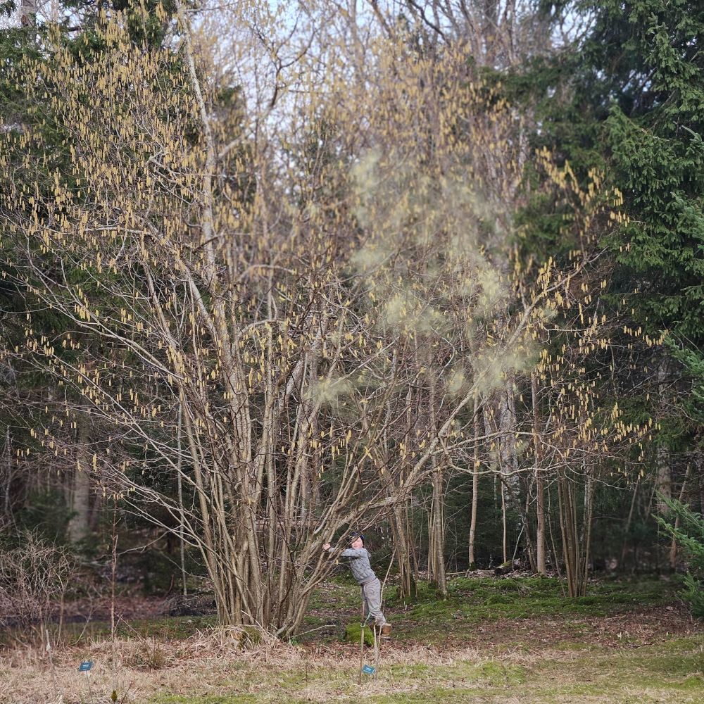 Laps raputab sarapuu tüve, õietolm lendleb 