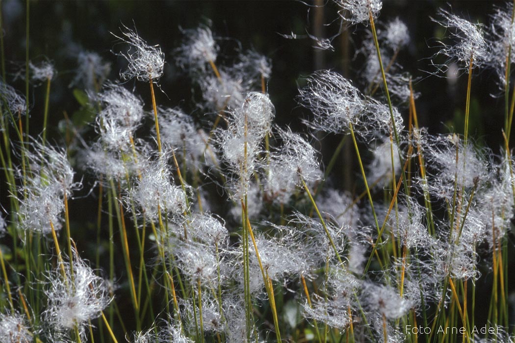 Alpi jänesvill Arne Ader
