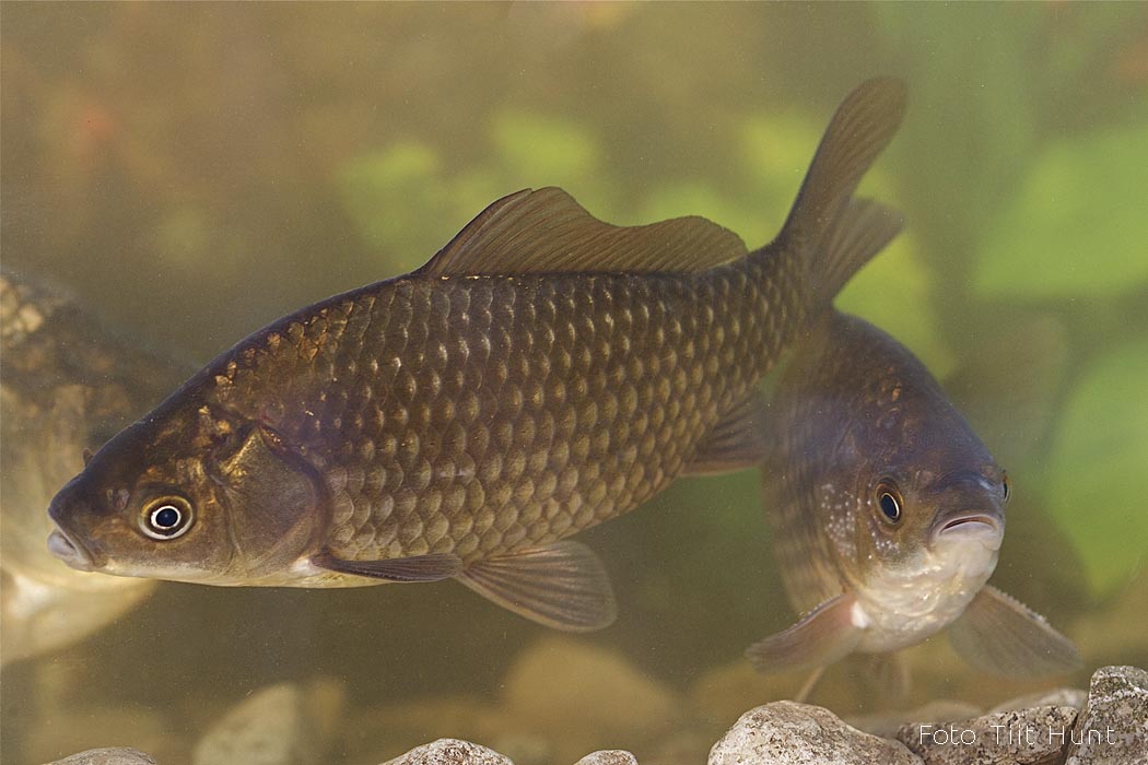 Hõbekoger Tiit Hunt