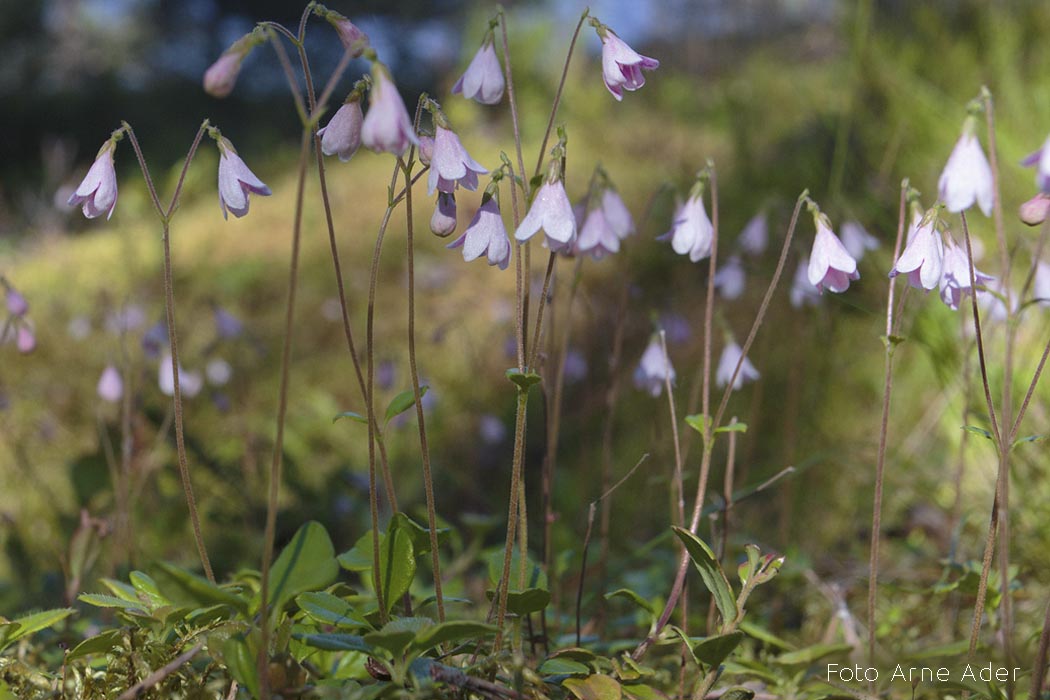 Harakkuljus Arne Ader