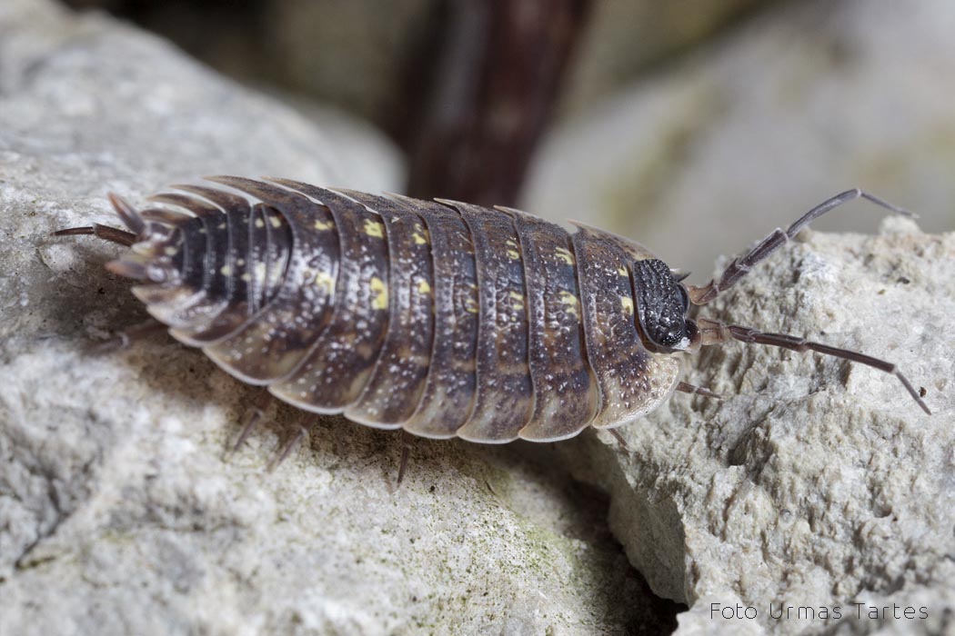 Harilik mullakakand Urmas Tartes