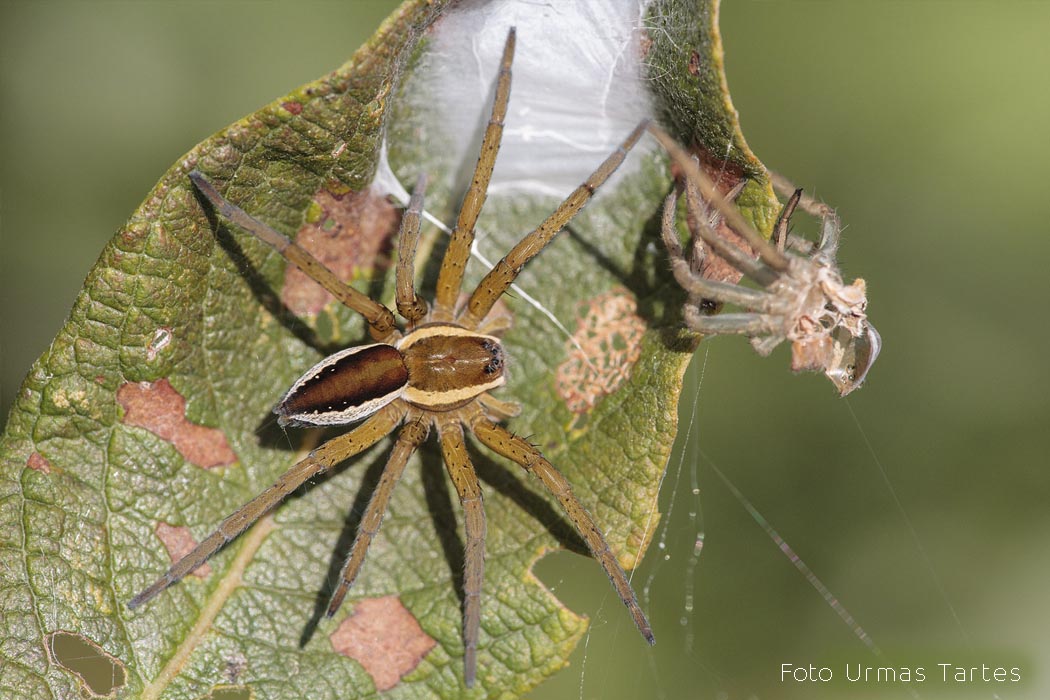 Hiidämblik Urmas Tartes