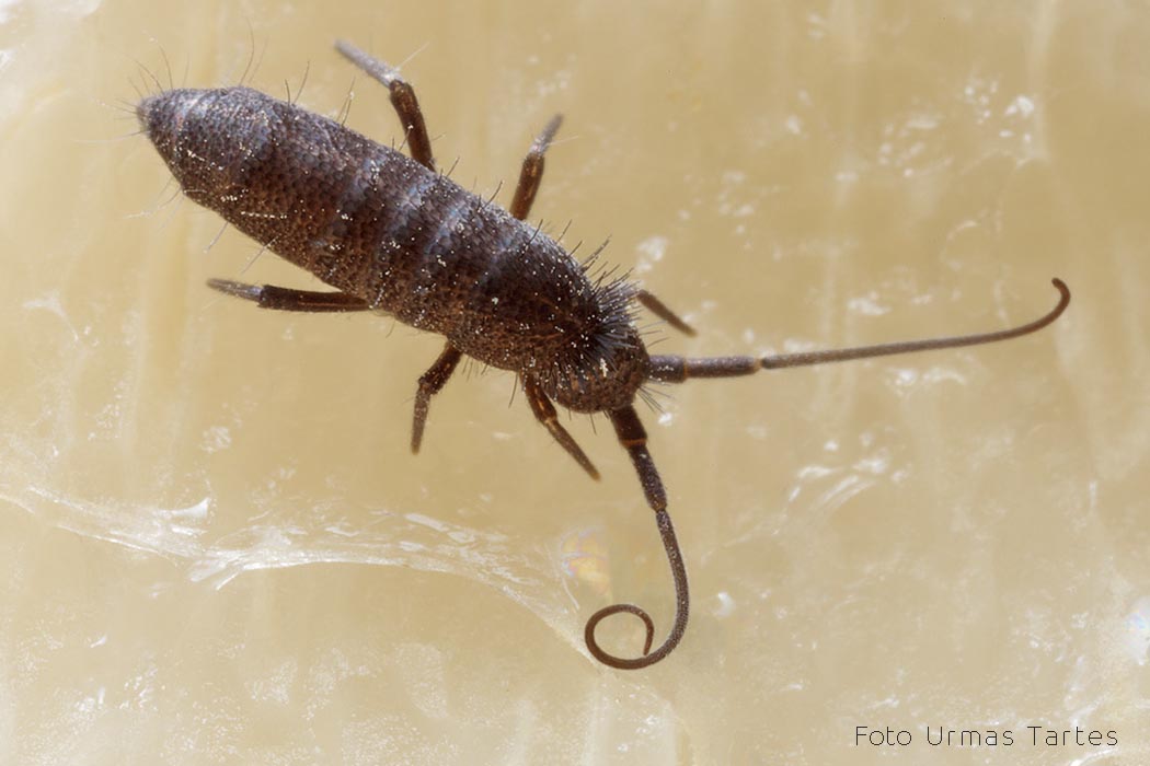 Hooghänd Urmas Tartes