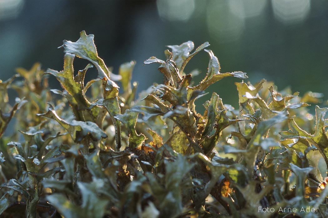Islandi käokõrv Foto Arne Ader