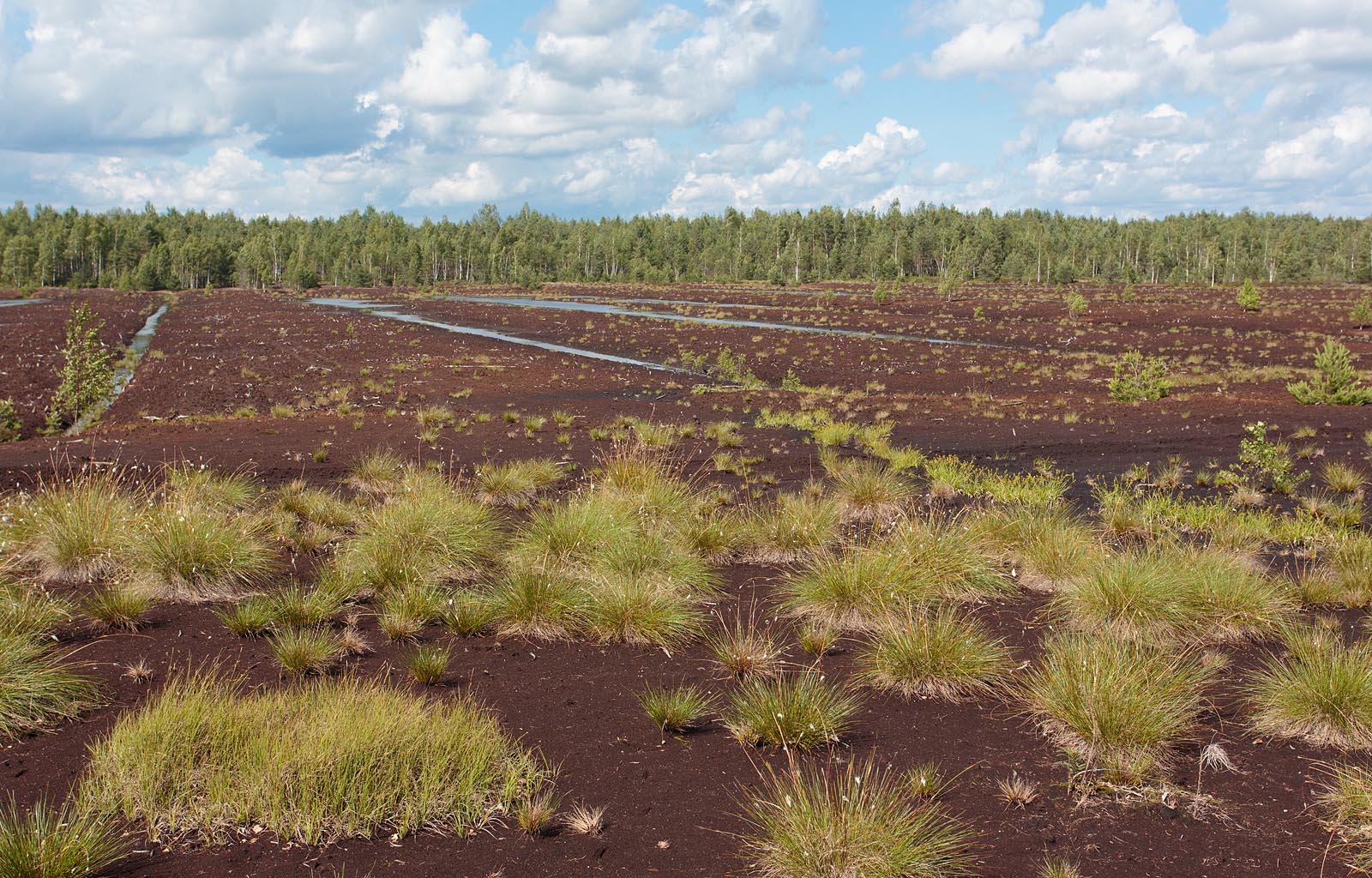 Jääksoo Foto Arne Ader
