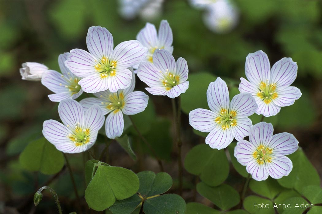 Jänesekapsas Arne Ader