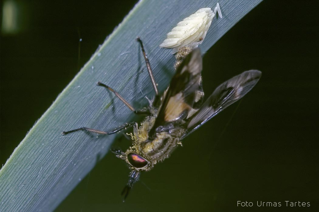 Järvekibun Urmas Tartes