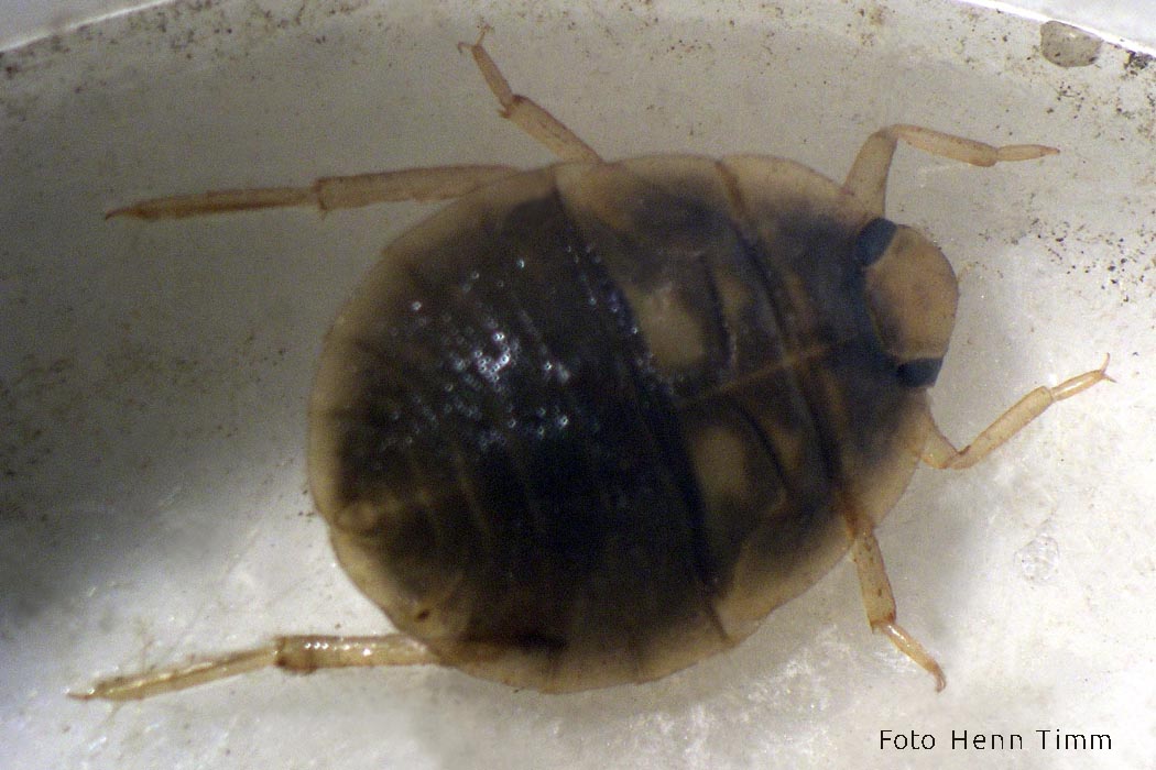 Kärestikulutikas Henn Timm