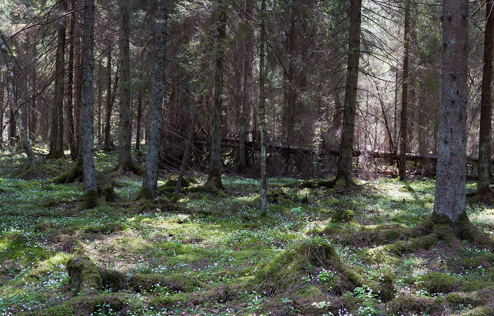 Kõdusoomets Foto Arne Ader