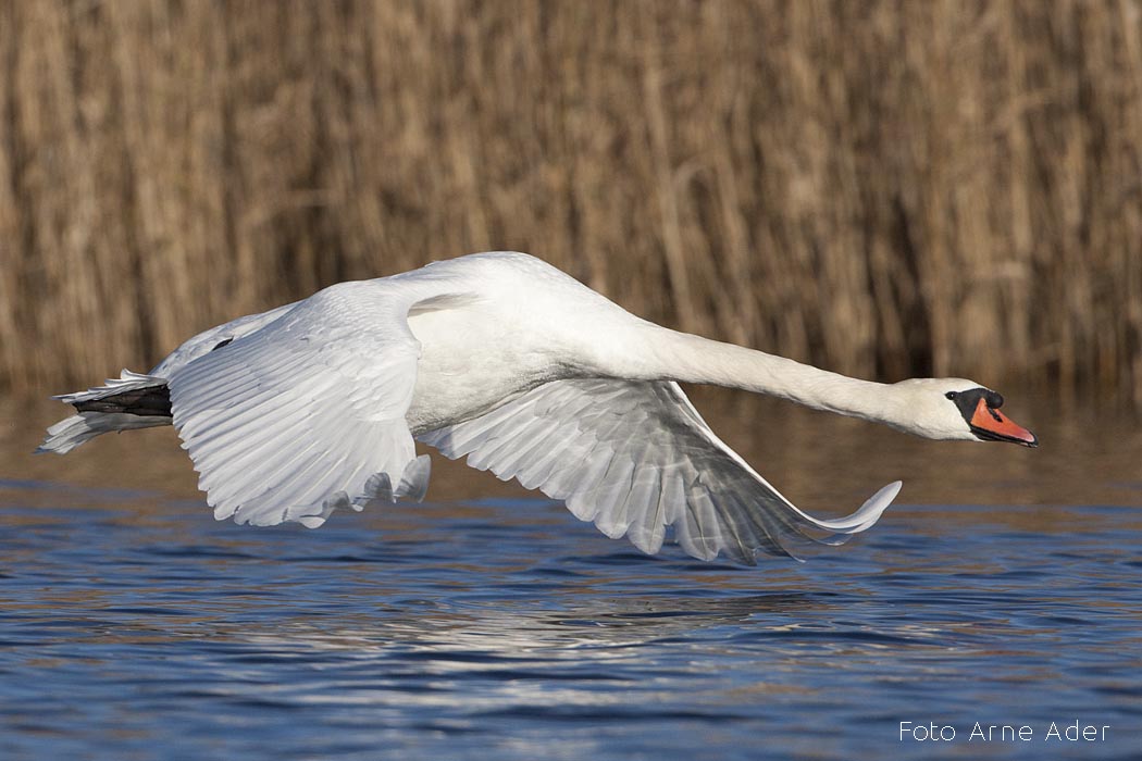 Kühmnokk-luik Arne Ader