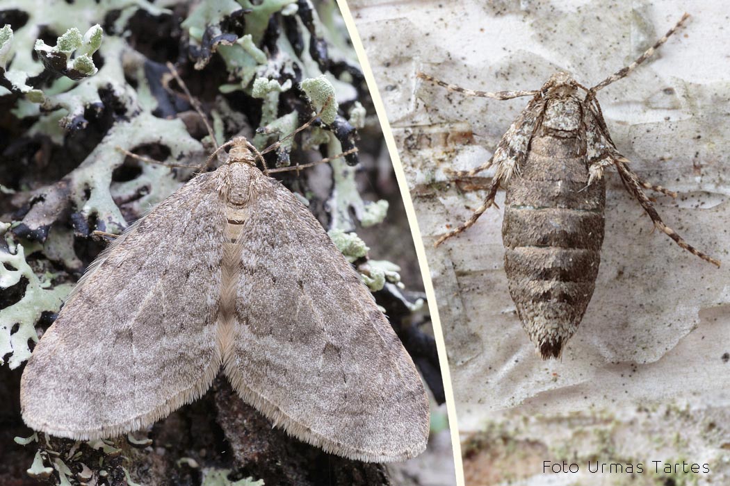 Külmavaksik Urmas Tartes