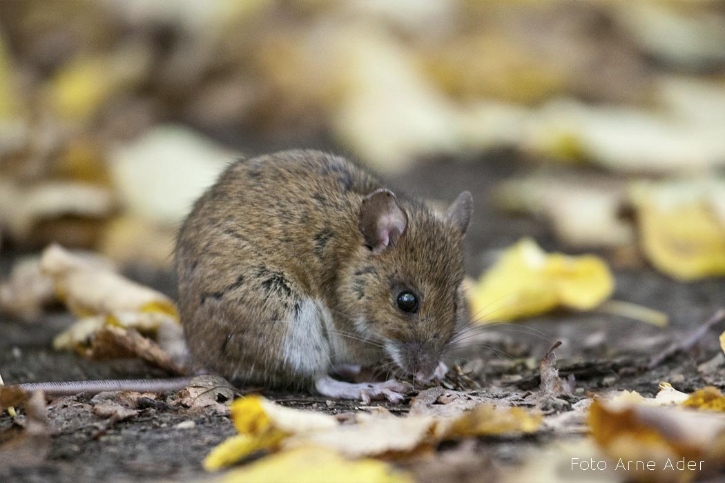 Kaelushiir Arne Ader