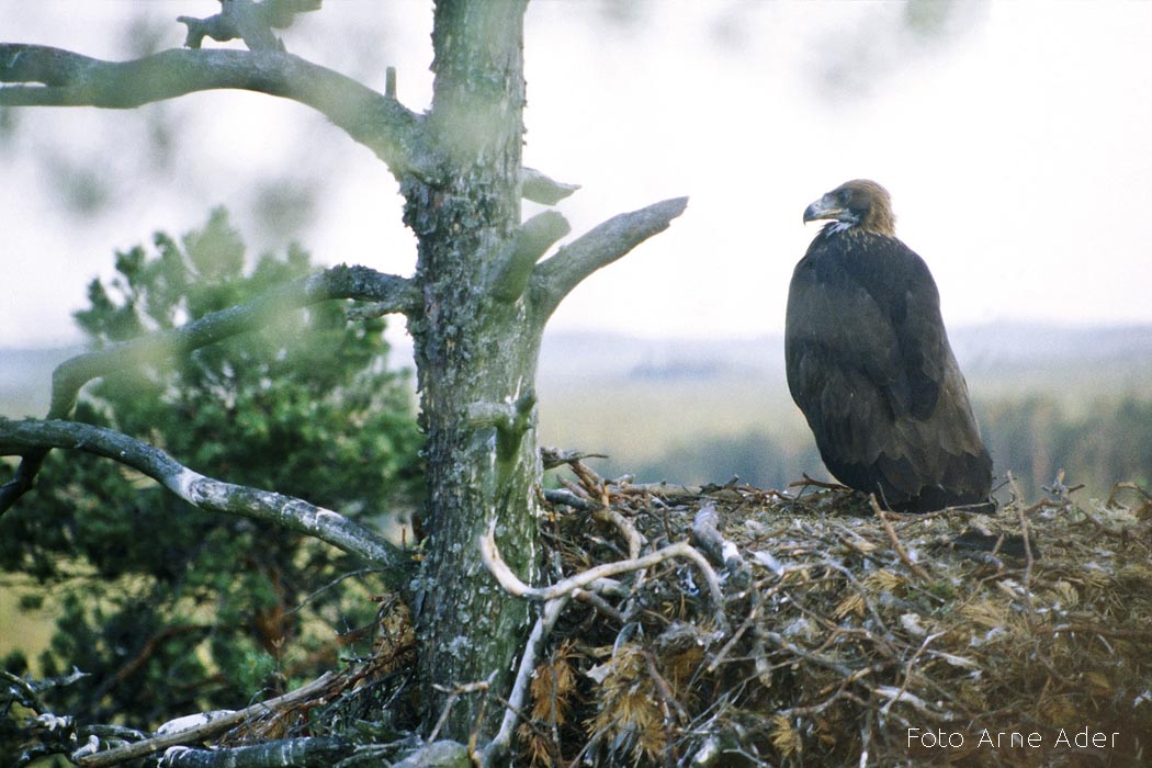 Kaljukotkas Arne Ader