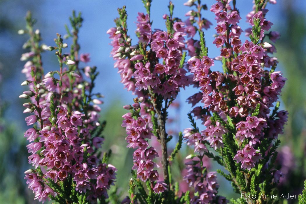 Kanarbik Foto Arne Ader