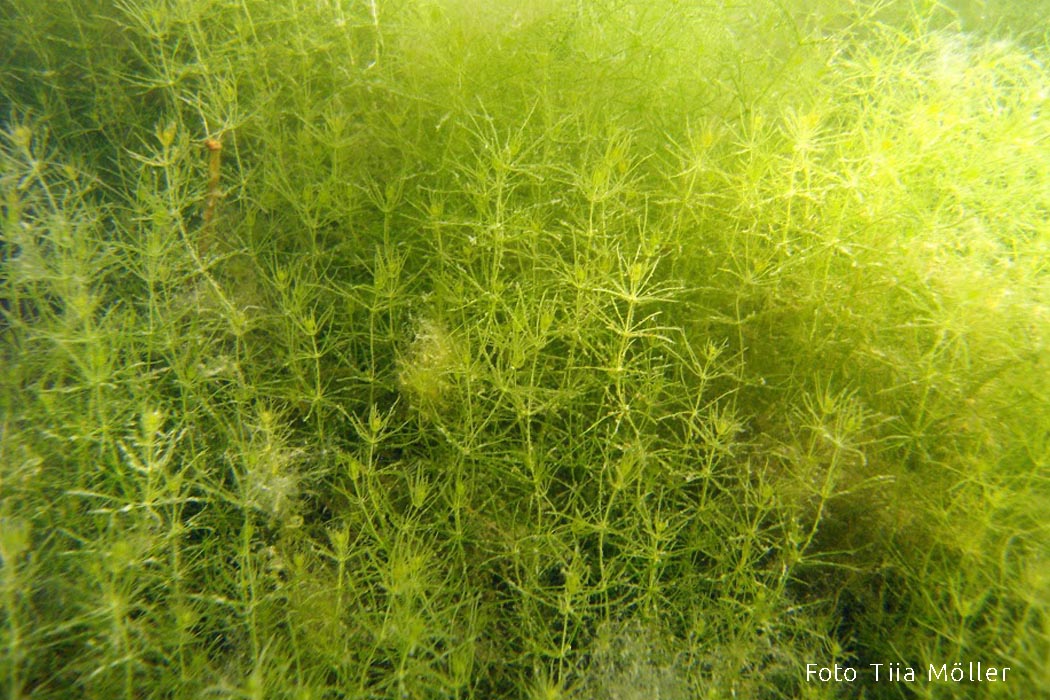 Kare mändvetikas Tiia Möller