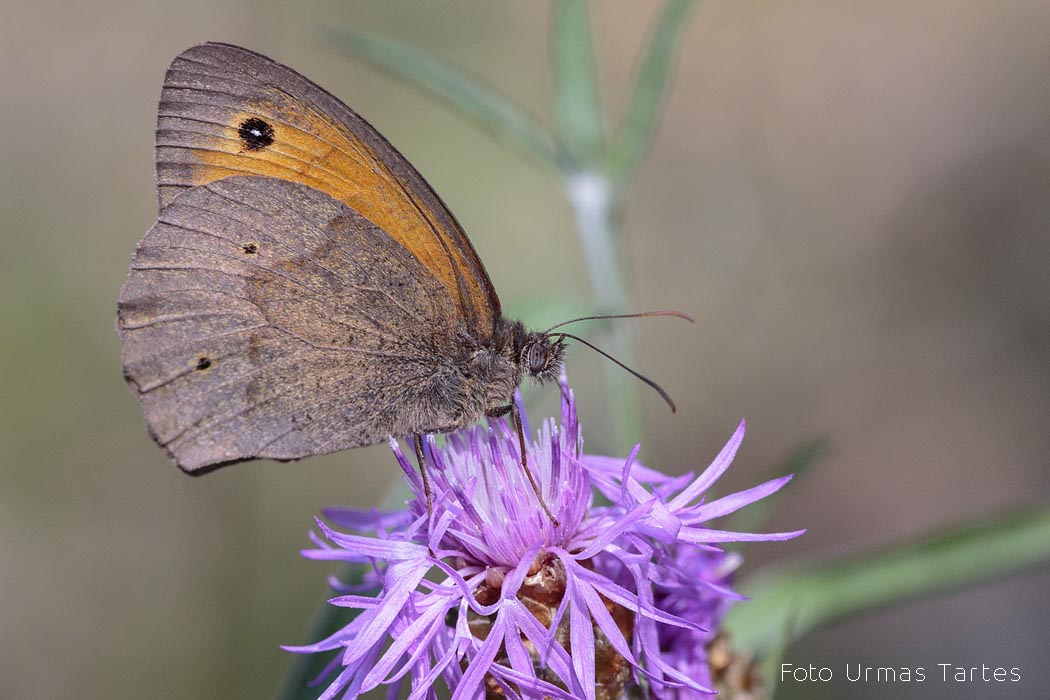 Kesasilmik Urmas Tartes