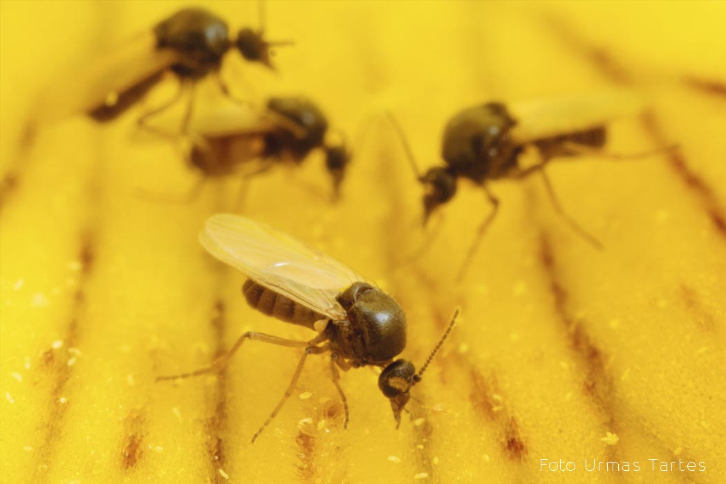 Kihulased Urmas Tartes