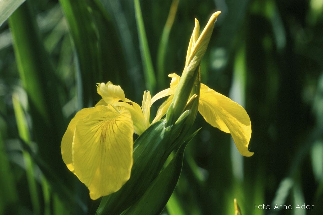 Kollane võhumõõk Arne Ader