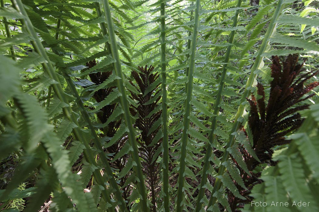 Laanesõnajalg Arne Ader