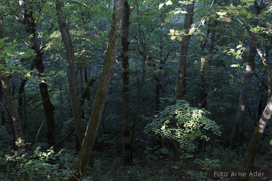 Laialehised metsad Arne Ader