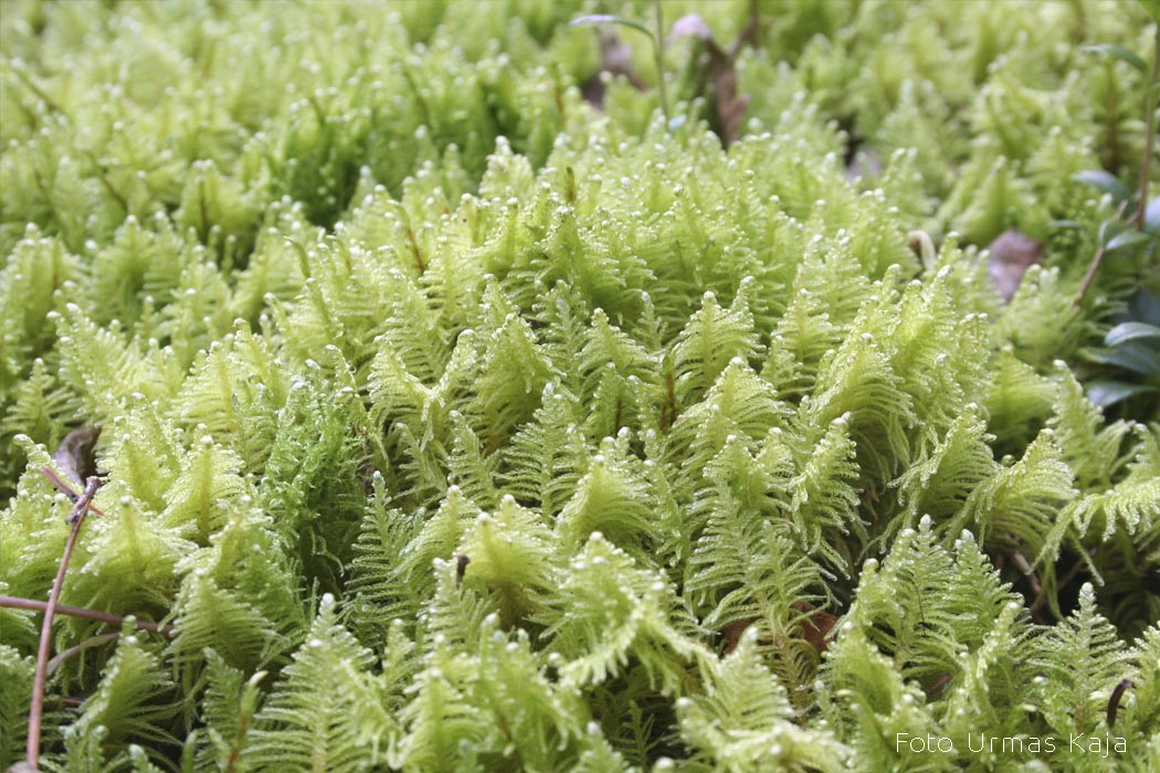 Lehviksammal Urmas Kaja