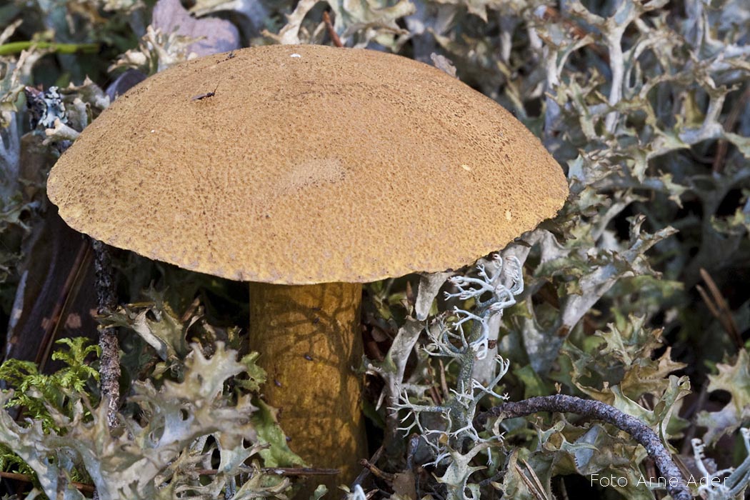 Liivtatik Foto Arne Ader