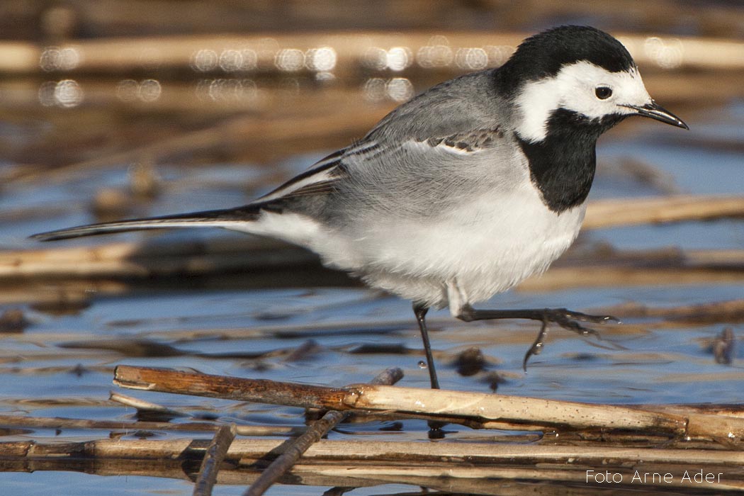 Linavästrik Arne Ader