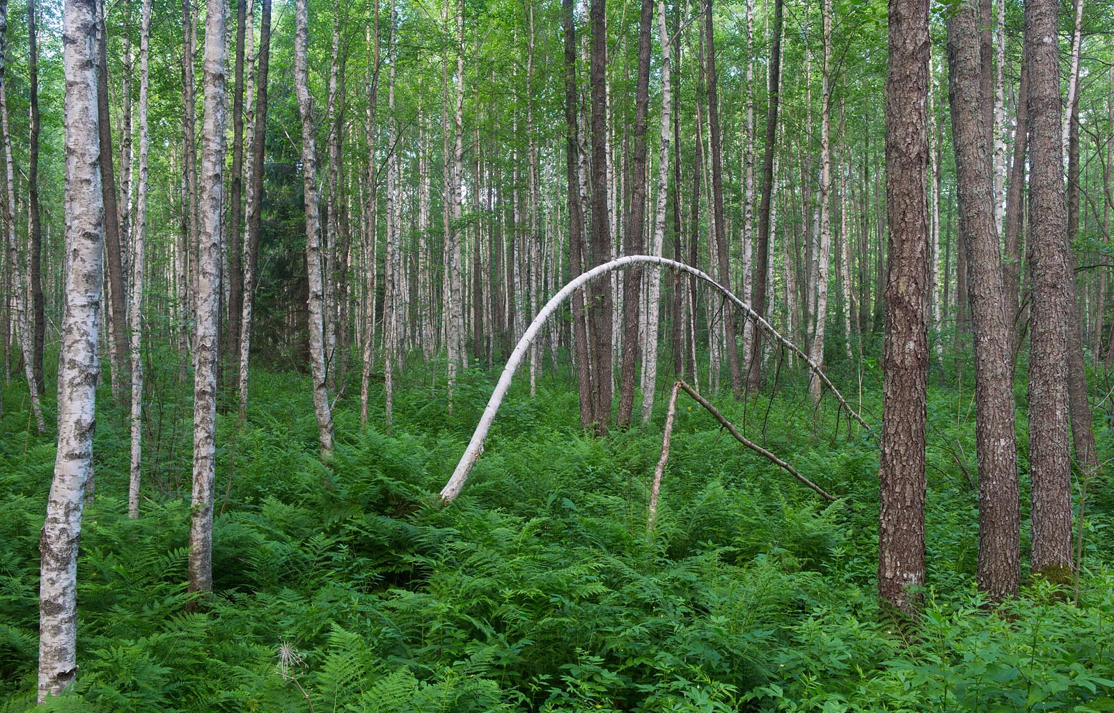 Lodustuv mets Foto Arne Ader