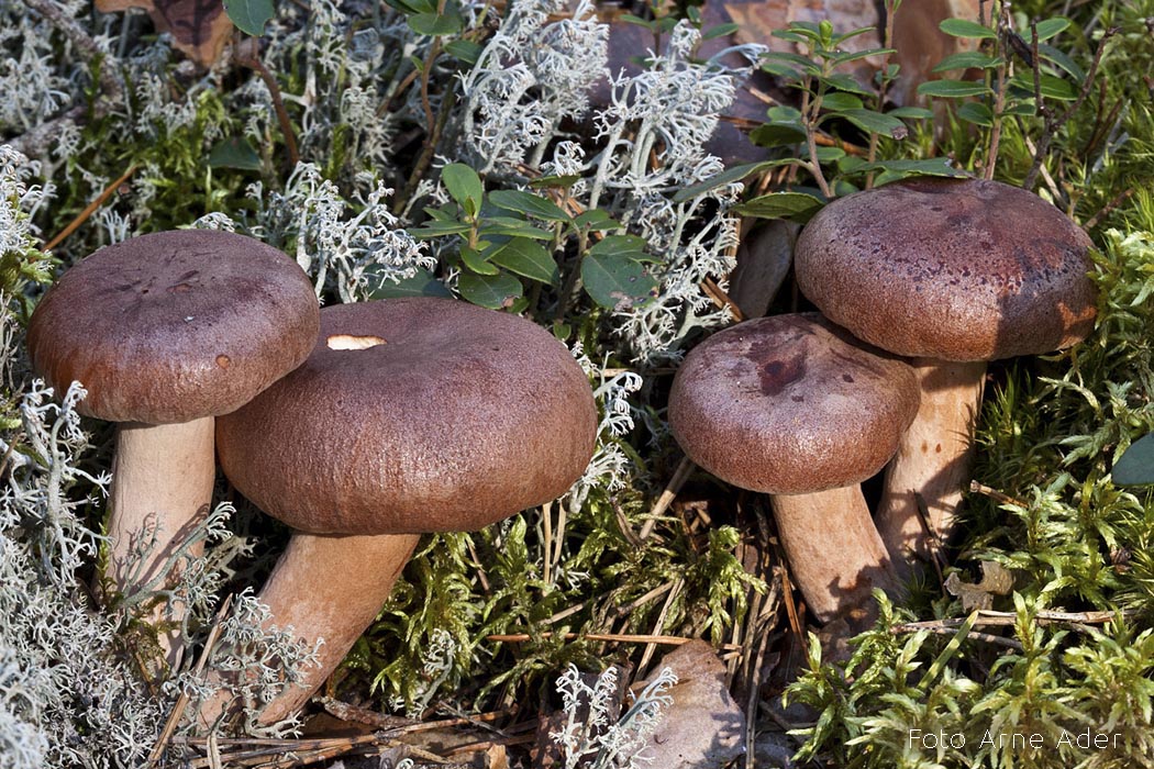 Männiriisikas Arne Ader