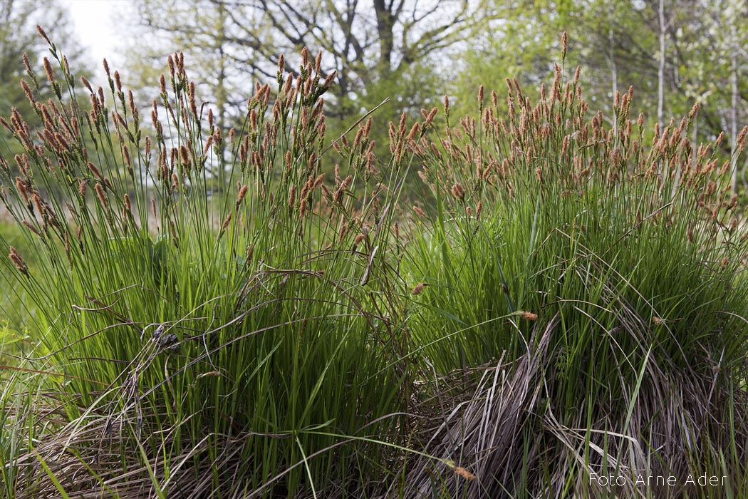 Mätastarn Arne Ader
