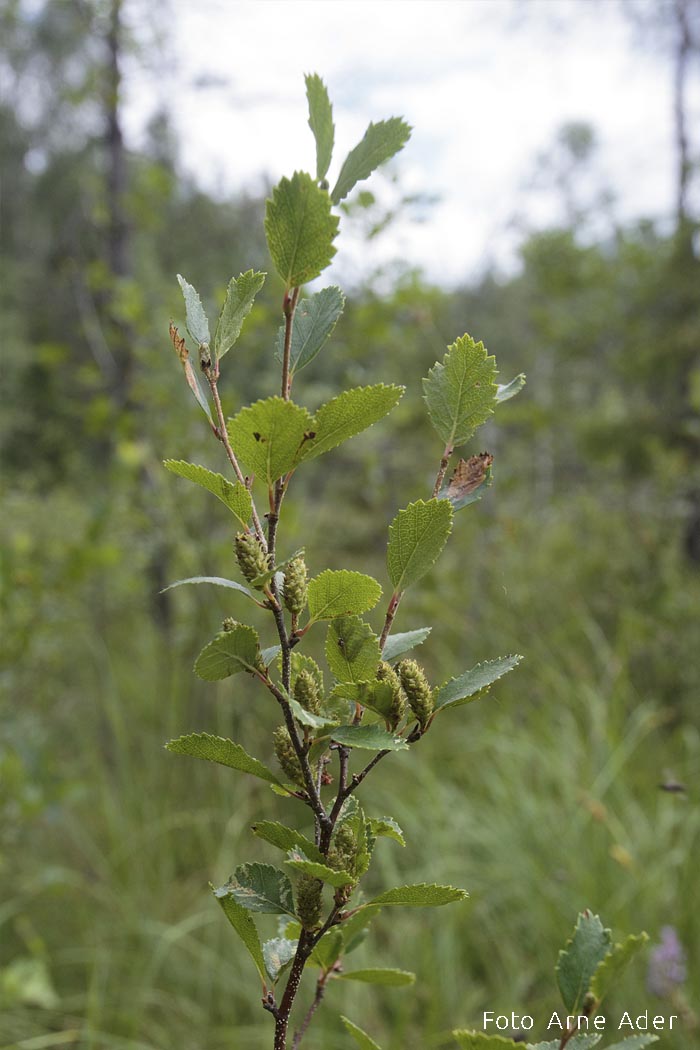 Madal kask Arne Ader