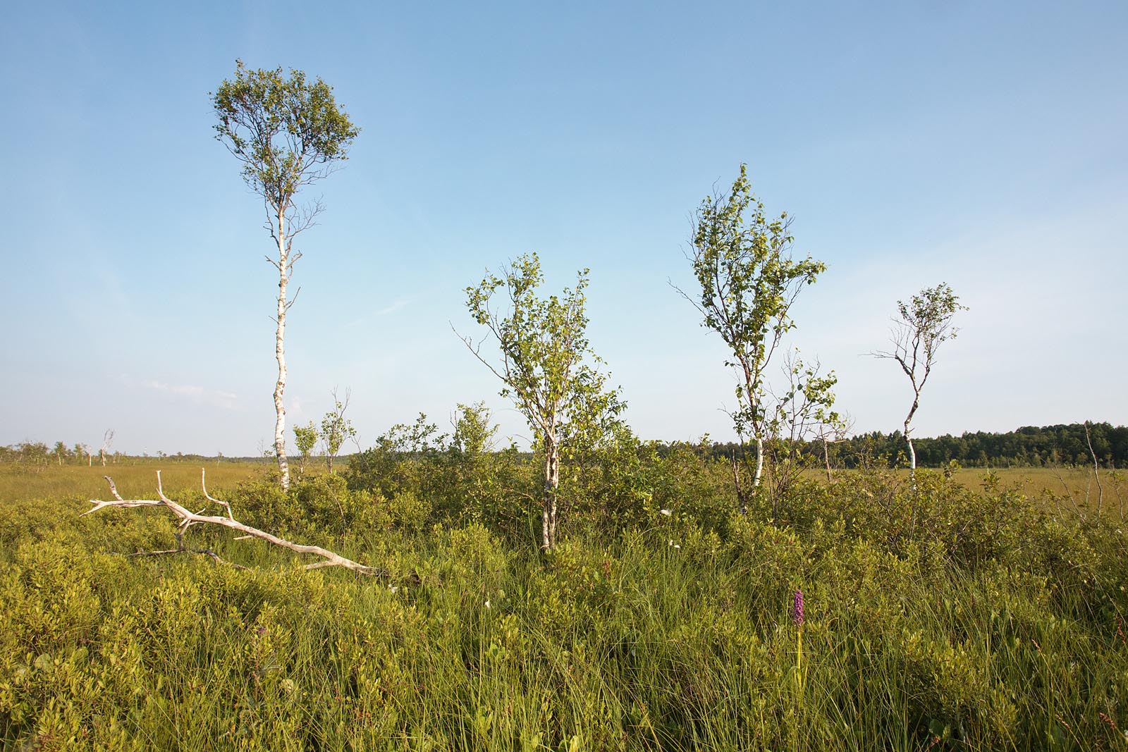 Madalsoo Foto Arne Ader