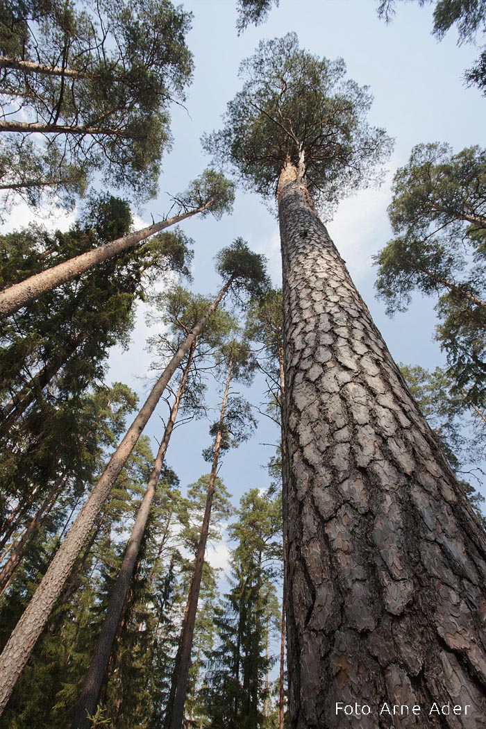 Mastimänd Arne Ader