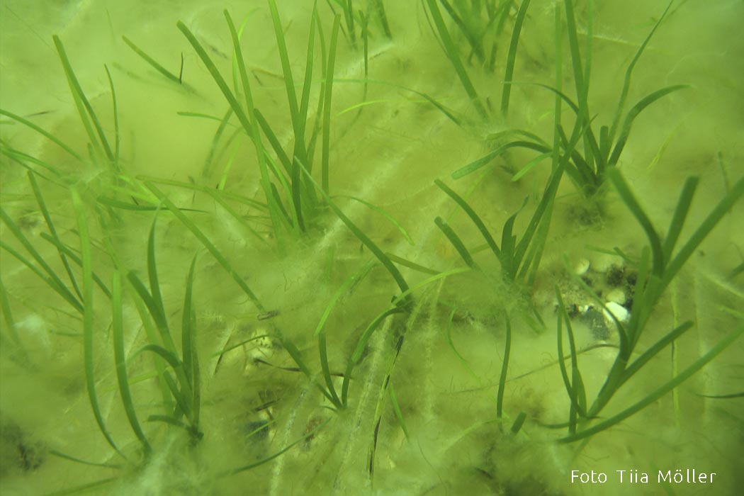 Merihein Tiia Möller